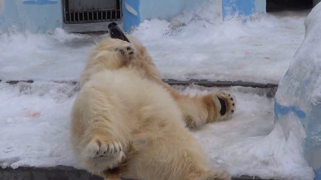 Белые медведи Кай и Герда. в Новосибирском зоопарке. 25.03.2015. смотреть онлайн