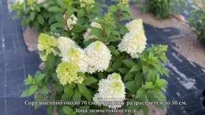 ЛУЧШИЕ СОРТА ГОРТЕНЗИИ | ПИТОМНИК ЛЕСКОВО