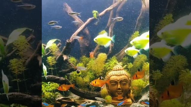 #beautiful 🐟#music# Buddha☸️