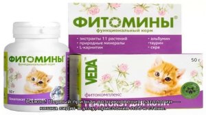 Атаксия у кошек: что это, лечение