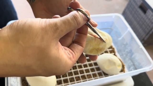 Did I get a Triple Recessive Ball Python?!? смотреть онлайн