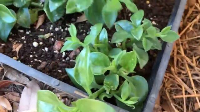Propagating Hearts and Flowers update 11.05.2017 смотреть онлайн