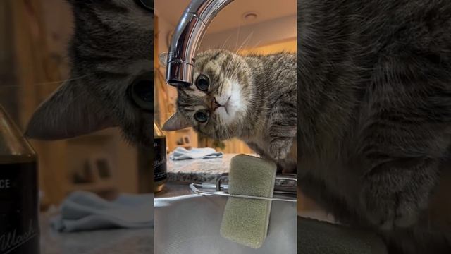 Кот и кран смотреть онлайн
