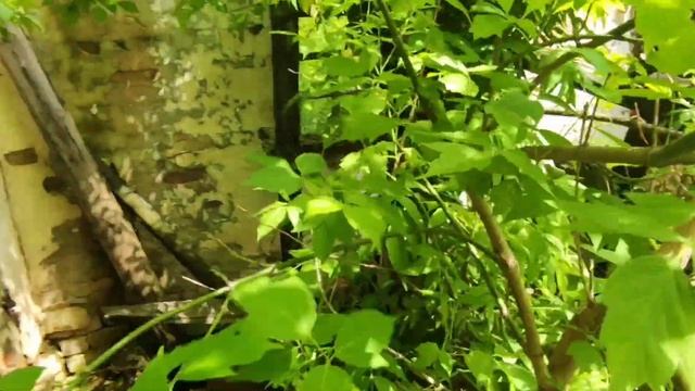 ТРИ ЗАБРОШЕННЫЕ ДЕРЕВНИ ТУЛЬСКОЙ ОБЛАСТИ: ПОПОВКА, ЖОХОВО, ЗЫБОВКА смотреть онлайн