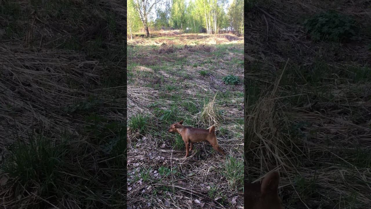 Травоядная собака) за игрушкой, которую нашёл тоже следит) #гуляюссобакой #собака #dog #линавещает смотреть онлайн