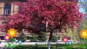 Яблоня недзвецкого (Яблоня). Краткий обзор, описание характеристик, где купить, саженцы