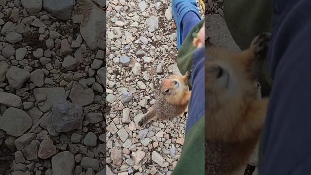 Ручные евражки. смотреть онлайн