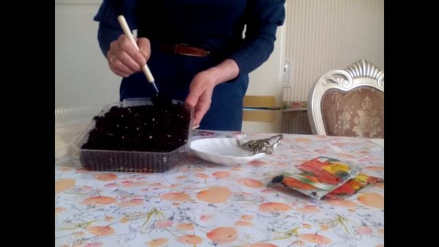 Бегония выращивание из семян.1 серия.ПОСАДКА СЕМЯН смотреть онлайн