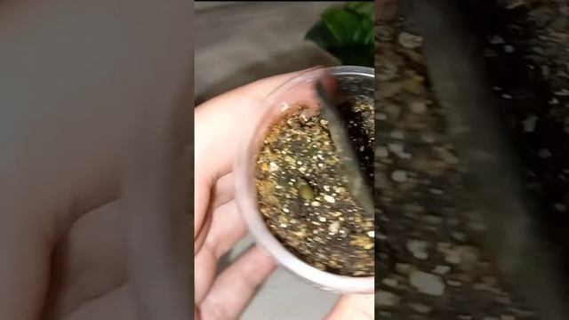 ДАЙТЕ ЭТО ЗАМИОКУЛЬКАСУ, ЭТО НАТУРАЛЬНОЕ УДОБРЕНИЕ ЗАСТАВЛЯЕТ проснуться смотреть онлайн