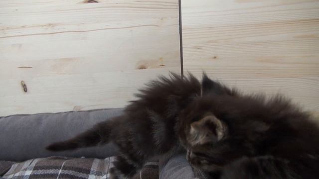Котенок Мейн Кун смотреть онлайн