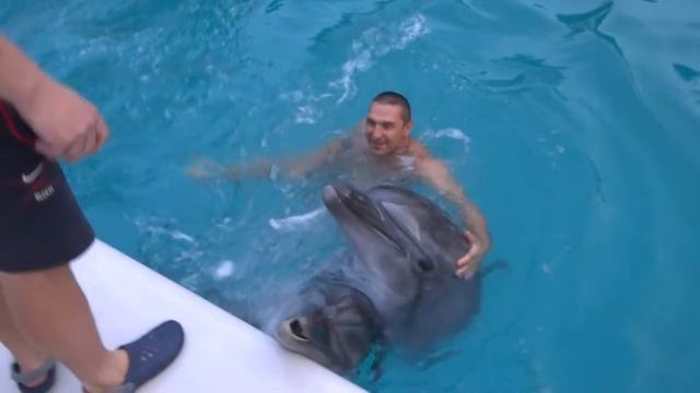 Купание с дельфинами смотреть онлайн