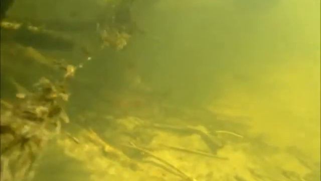 Стая язей !!! смотреть онлайн