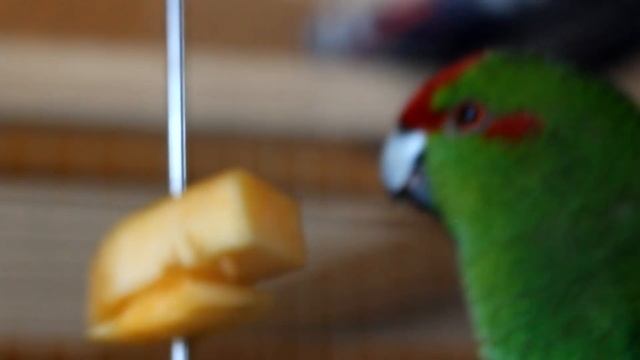 КАК ПОДАВАТЬ ПОЛЕЗНУЮ ЕДУ ПОПУГАЮ | PetMania смотреть онлайн