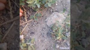 как поймать матку лазиус Нигер.#муравьи