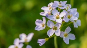 Супер Аварская Песня Дир ХӀалимай Гр.Эдельвейс.Хайбула Хайбулаев2019 (Цунта-Бежта)