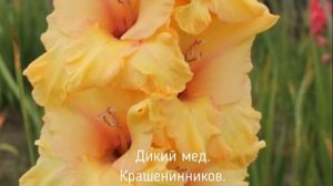 Гладиолусы. Новинки российской селекции 2021 год.
