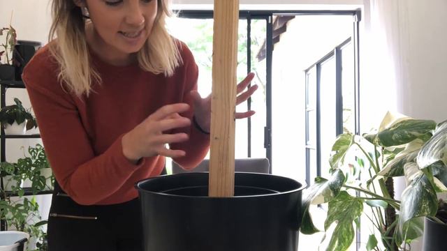 Repotting my Variegated Monstera Deliciosa | Care and Tips for bigger leaves. смотреть онлайн