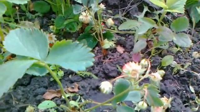 Комедийные Скетчи