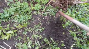 РАЗМНОЖЕНИЕ ЖИМОЛОСТИ «ОТВОДОМ»👉👇👍