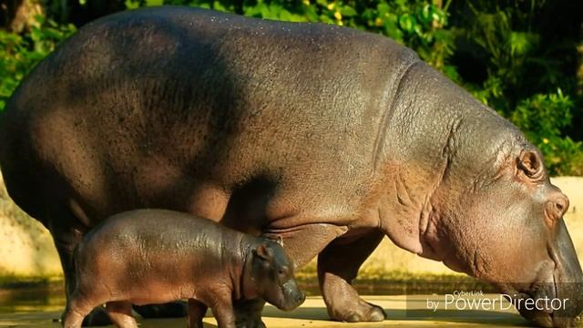 Звуки Диких Животных для самых маленьких. Развивающий мультик.Джунгли зовут. смотреть онлайн