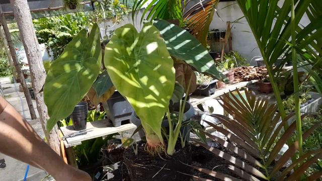 ALOCASIA WENTII- VÍDEO 3#4. смотреть онлайн