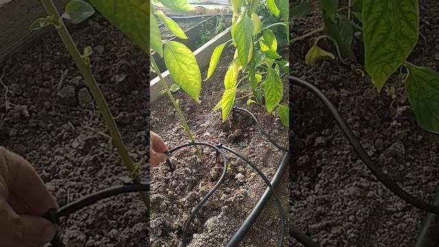 Обзор GRINDA 425272-30 СИСТЕМА КАПЕЛЬНОГО ПОЛИВА ОТ ЕМКОСТИ