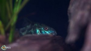 Коридорасы, крапчатые сомики и все о них: содержание, уход, виды, кормление.