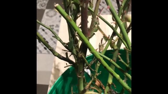 Очень, посылка1 из « Садов Урала» смотреть онлайн