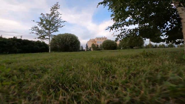 Бостон терьер