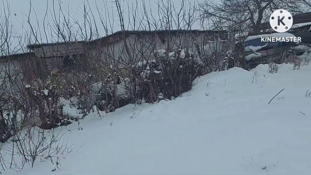 Жизнь в селе#Казахстан#Удобряем огород.Жеребенок ощипывает голубей. смотреть онлайн