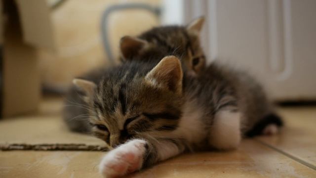 Кошка кормит молоком котят смотреть онлайн