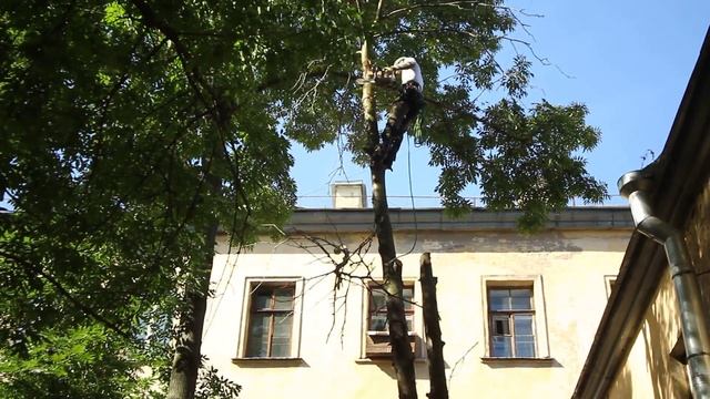 Спиливаем ветки с рябины. смотреть онлайн