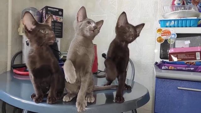 Ориентальные котята (лиловый свободен) смотреть онлайн