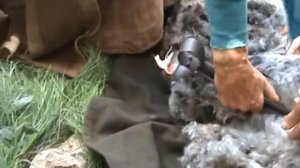 Ремесла. Стрижка овцы ножницами.