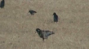 Грачи прилетели зимовать (Стаханов)