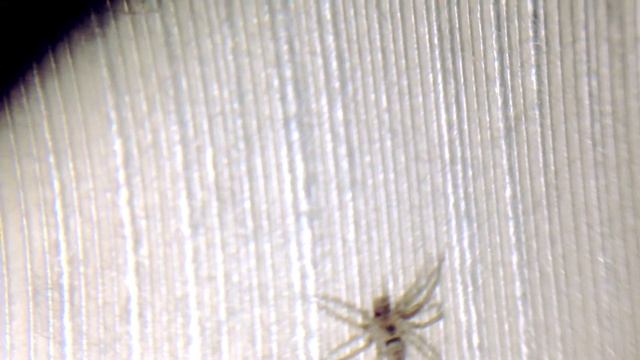 Oecobius spider смотреть онлайн