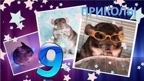 Лучшие приколы про ШИНШИЛЛ! Смешные ШИНШИЛЛЫ! Funny Chinchillas❤#9