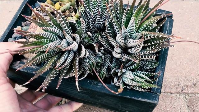 Zebra Plant (Haworthia fasciata) - Easy to grow and rarely affected by common succulent pests смотреть онлайн