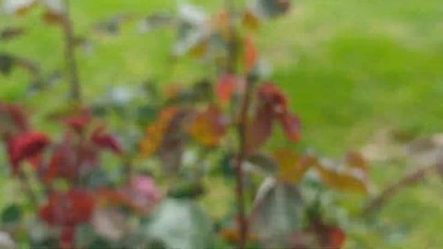 Зацвела пальма Юкка Обзор цветов на клумбе смотреть онлайн