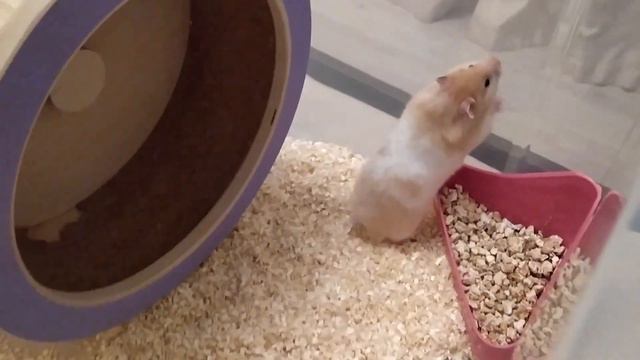 Мои хомяки. Как выросла Фрейя смотреть онлайн