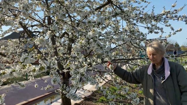 Цветение черешни весной / Сад Ворошиловой смотреть онлайн