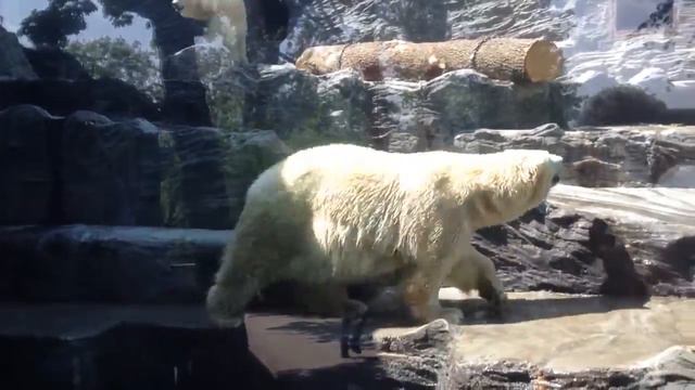 Белый медведь в зоопарке Праги смотреть онлайн