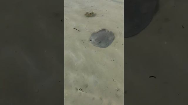 скат плавает в воде температура которой у берега 45 град