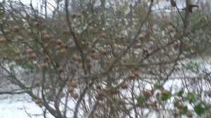 МУШМУЛА германская в Беларуси, собираем урожай.