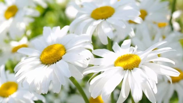 ЦВЕТЫ БЕЗ ПОВОДА смотреть онлайн