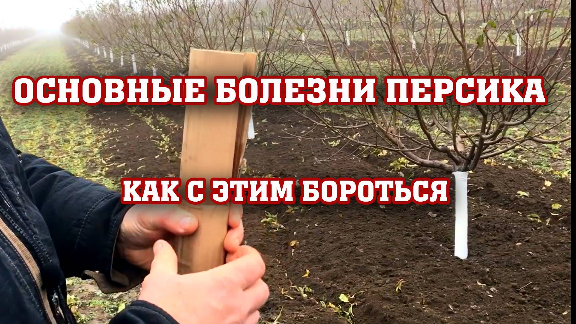 БОЛЕЗНИ ПЕРСИКА!!! Камедетечение,монилиоз,курчавость персика смотреть онлайн