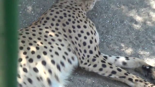 Гепард. Зоопарк Сафари смотреть онлайн