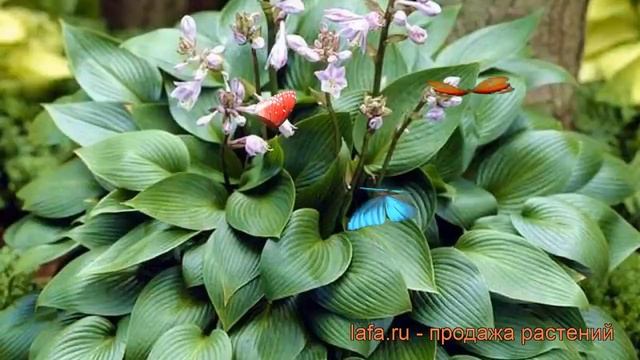 Хоста гибридная Дэвон Грин (hosta) ? хоста Дэвон Грин обзор: как сажать рассада хосты Дэвон Грин смотреть онлайн