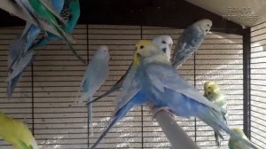 ? Учим попугая по имени Риччи говорить. Видеоурок 2: "Привет, Риччи, привет тебе!"