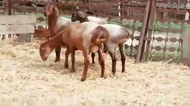 Гиссарские баранчики на продажу. Тел. 89895202490. смотреть онлайн
